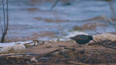 estornino negro en busca de alimento junto al lago