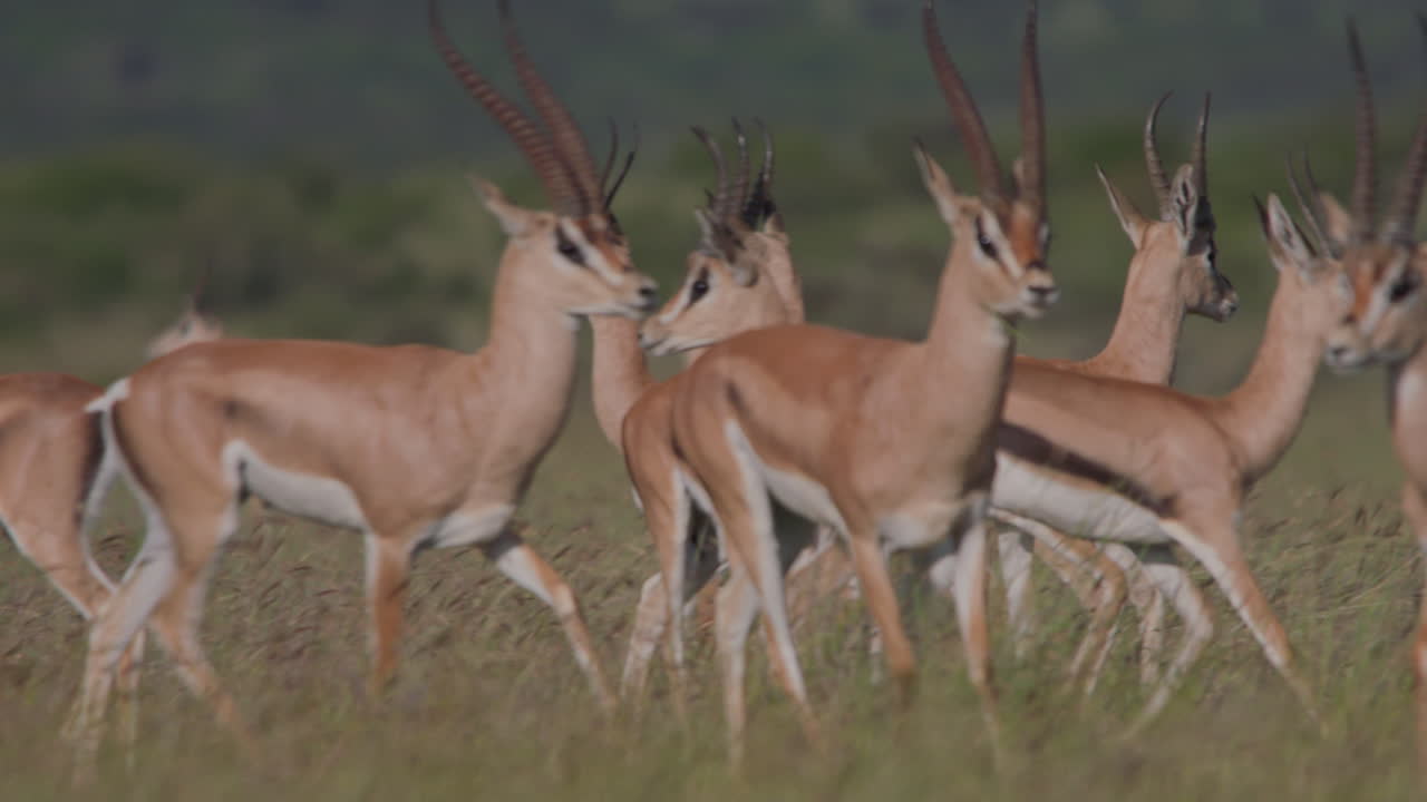 Gasellilauma seisomassa ja liikkeellä Afrikan savannilla