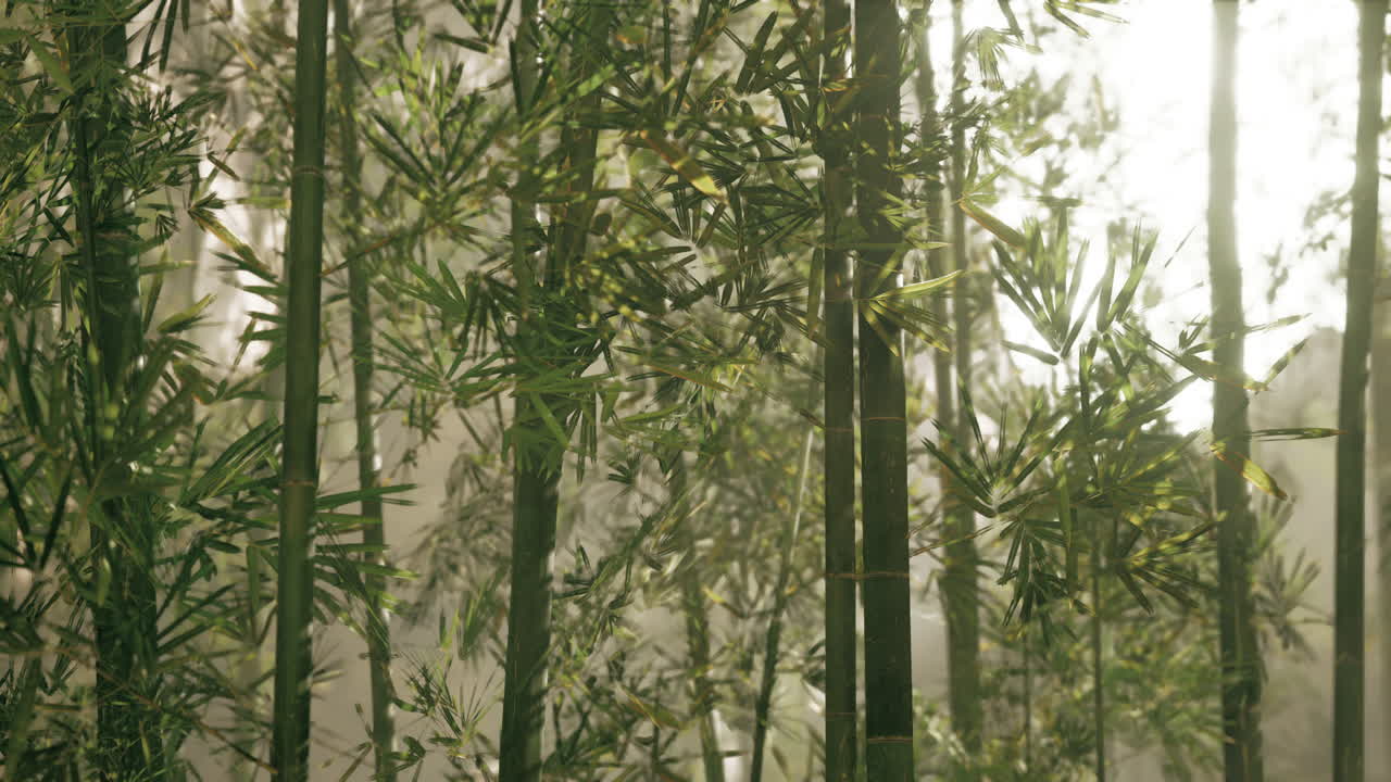 안개가 가득한 대나무 숲