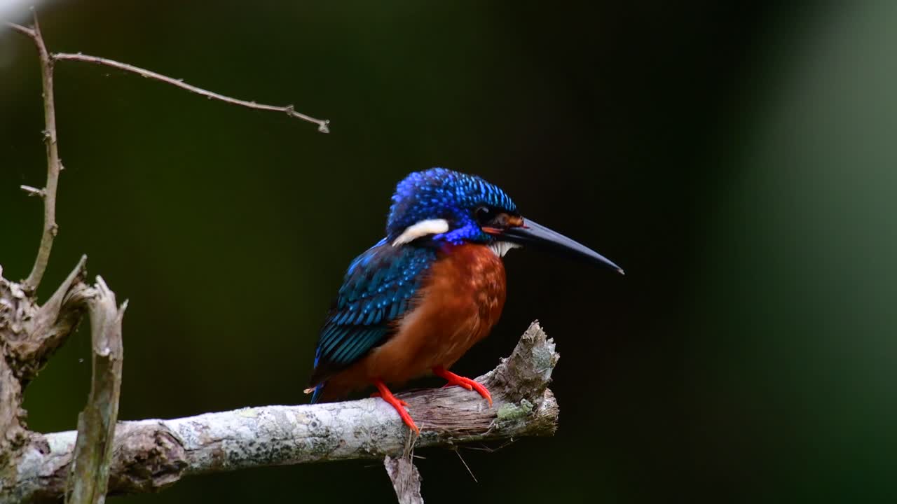 el martín pescador de orejas azules es un pequeño martín pescador que se encuentra en tailandia y es buscado por los fotógrafos de aves debido a sus hermosas orejas azules, ya que también es un pájaro lindo para observar