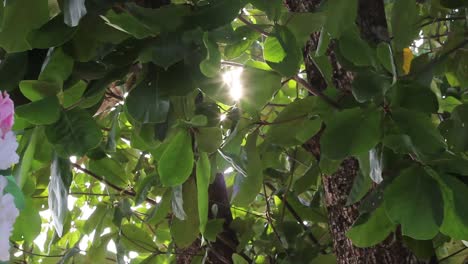 tropical leaf with sunlight and lens flare