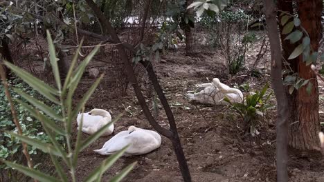 three swans rest in the backyard tehran scenic view of peaceful garden green landscape elegant feathers serene nature sunlight tranquility wildlife floral scene calm graceful outdoor vibrant animal