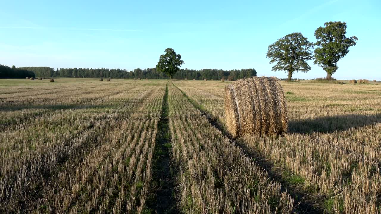 수확 된 밀  에 있는 오크 나무 와  가루