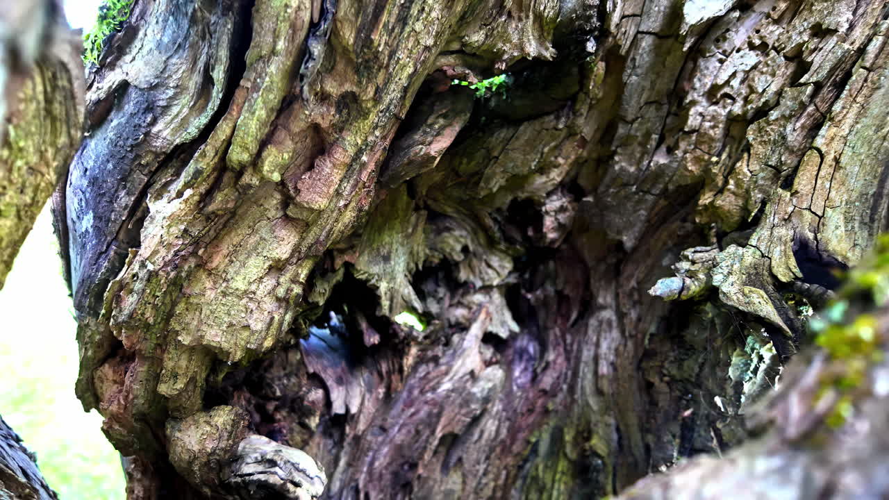 Close-up of rough textured tree trunk with dark crevices, showing age and beauty