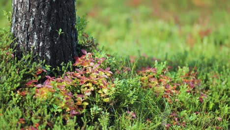 brightly colored blueberry bush grows at he foot of the birch tree