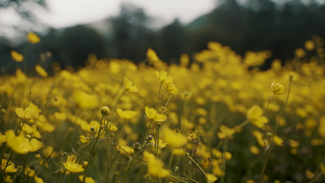 Mark med flerårige ranunkelblomster i foråret i Patagonien, Argentina