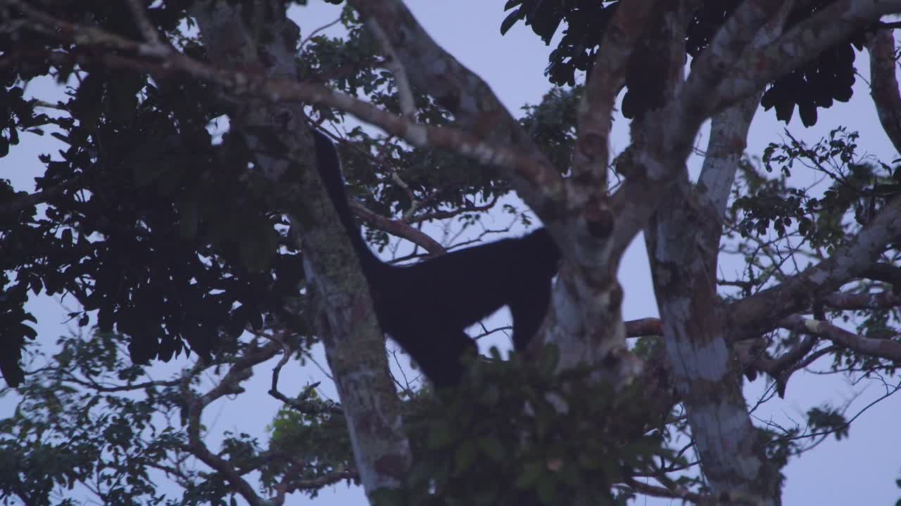 Black spider monkey stands scratching its bottom to branch up in canopy deep in Peru’s Amazon.