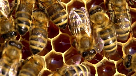 honeybees on honeycomb