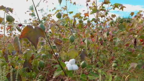 young and open bolls of cotton plant in the field