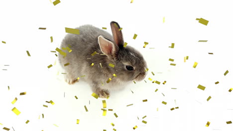 animation of confetti over rabbit on white background at easter