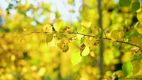 golden aspens absorbing the last sunlight of the fall season, close up side view