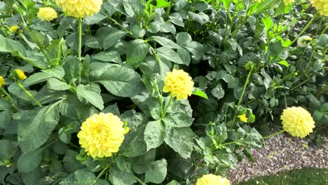 Close-up camera pan across blooming yellow dahlia flowers and lush green foliage in a well-maintained botanical garden under natural daylight