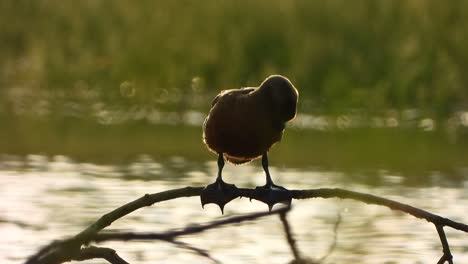 whistling duck uhd mp4 4k video