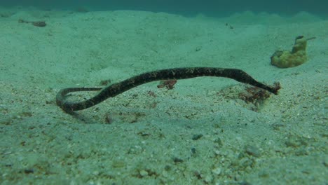 bent stick pipefish lays on the sandy bottom near a coral reef and sways in the current to camouflage itself