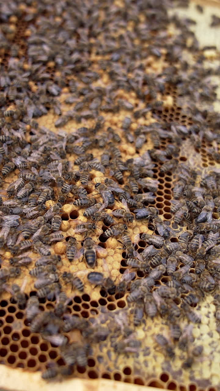 Bees on frame. Family of bees sealing ready honeycombs full of honey. Beekeeper holding frame with bees crawling on it. Close-up. Vertical video