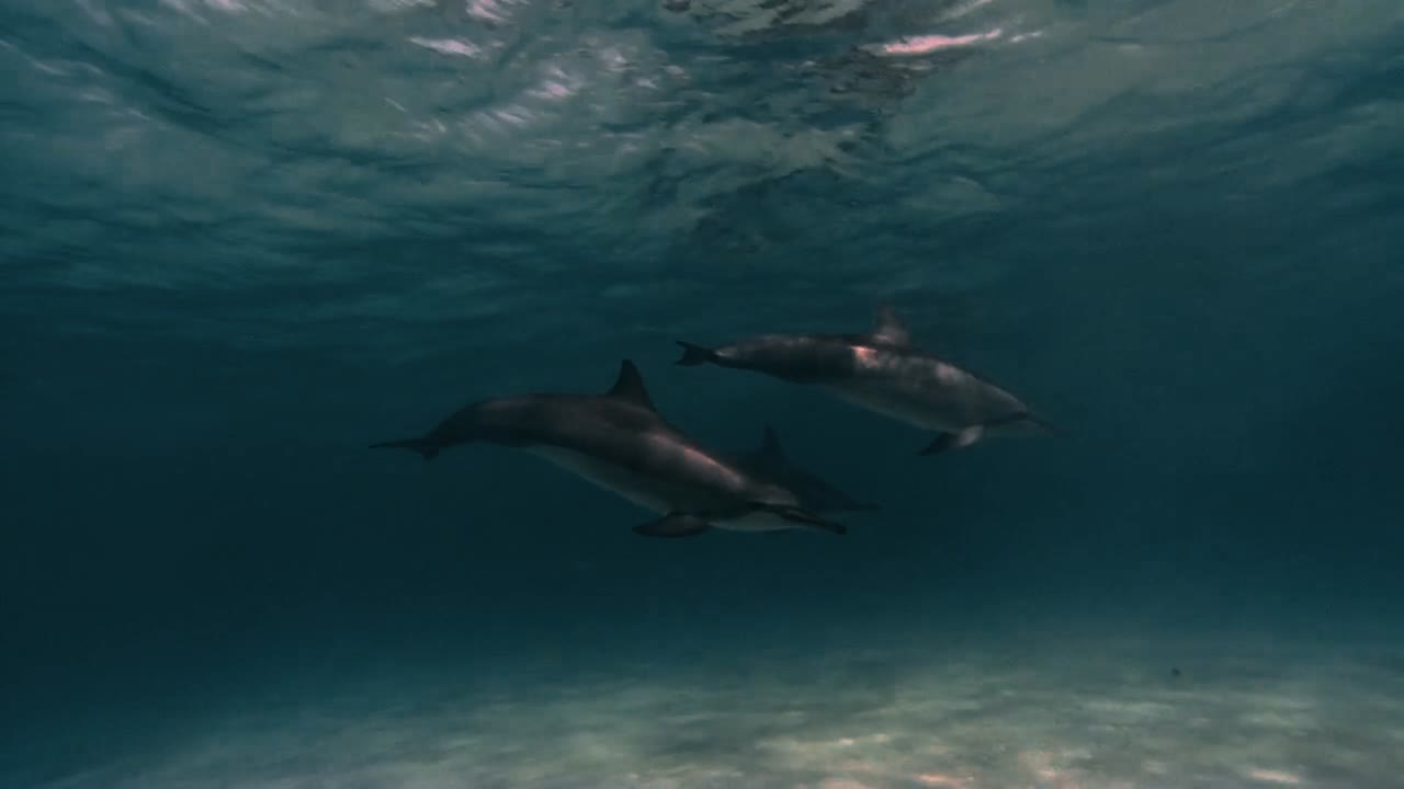 스피너 돌고래는 2019년 하와이 제도 근처의 얕은 물에서 수영합니다.