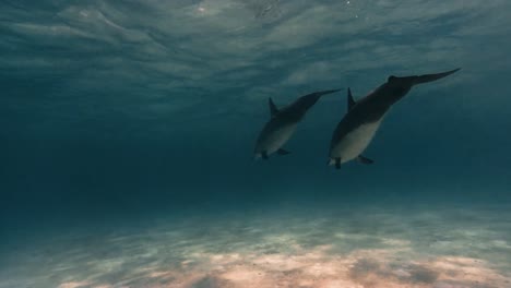 delfines giradores nadan en aguas poco profundas cerca de las islas hawaianas 2019