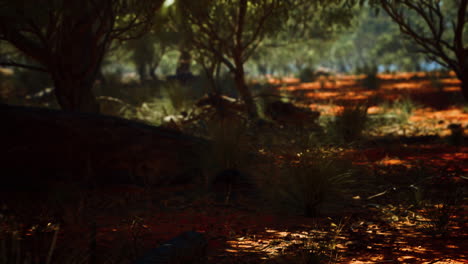 red sand bush with trees