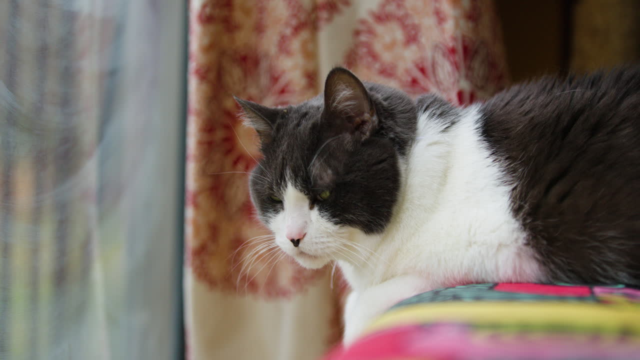 가과 입을 가진 지루한 검은 고양이가 창문 의 소파 가장자리를 쳐다보고 있다.