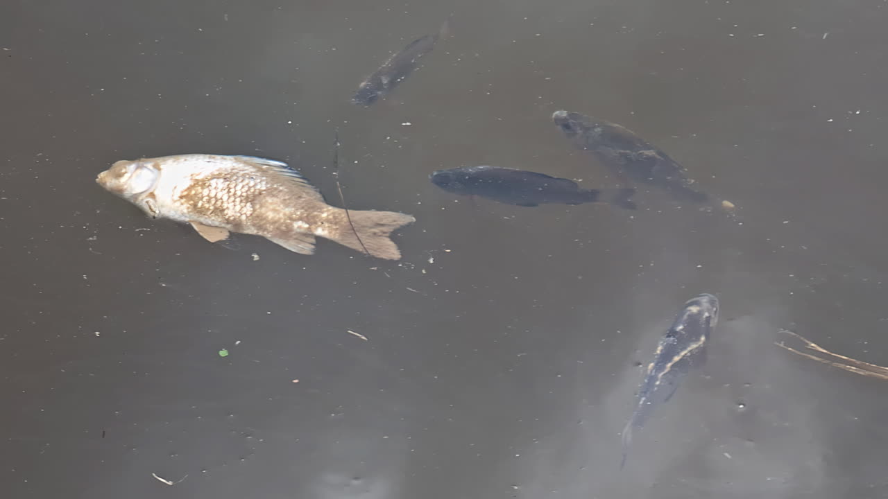 Carp and dead fish swimming in a shallow pond, revealing scales and gentle ripples in the water