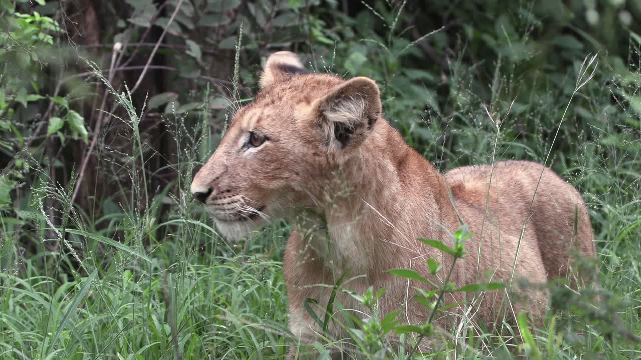 een jong leeuwenwelp observeert iets, ruikt de lucht terwijl hij op de volwassenen wacht