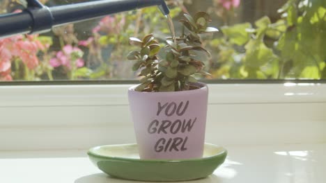 watering plant in a 'you grow girl' pot in slow motion