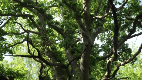 branches of oak tree crown