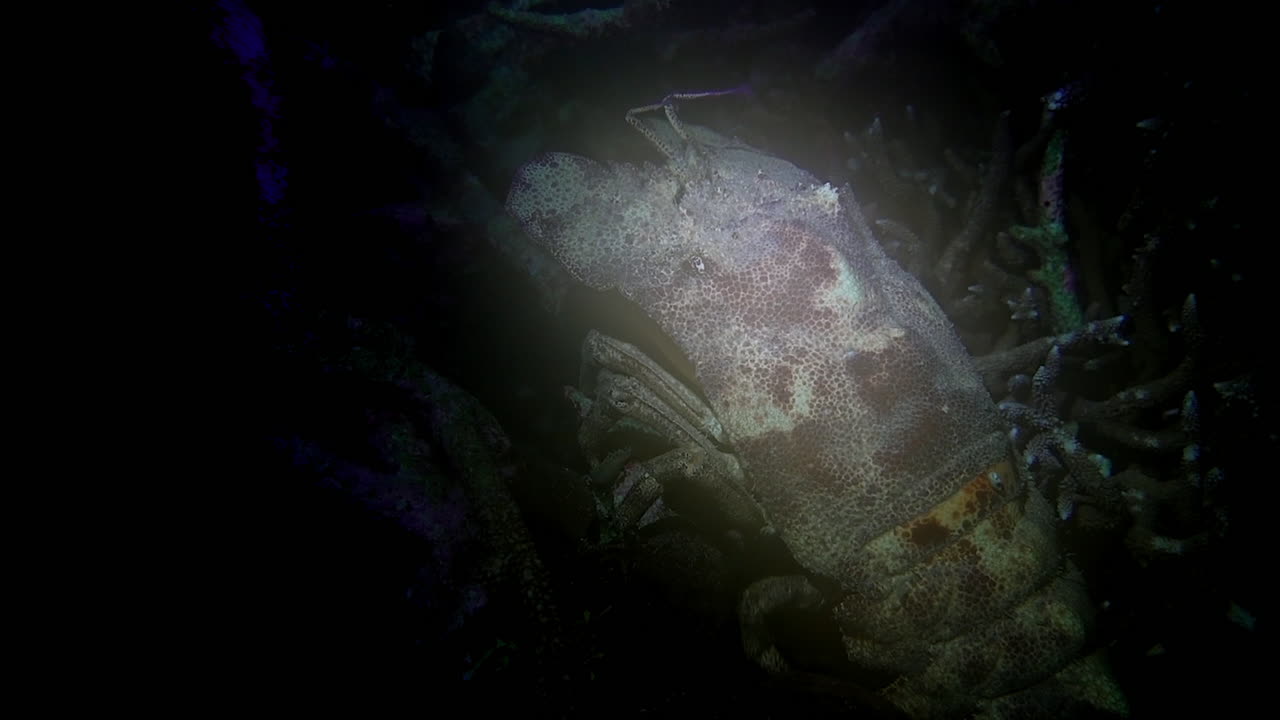 Slipper lobster walks backwards on a coral reef at night.