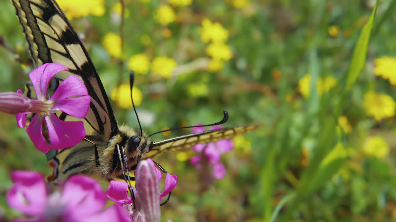 보라색 꽃에서 꽃가루와 꿀을 마시는 아름다운 검은색과 노란색 나비, 슬로모 매크로