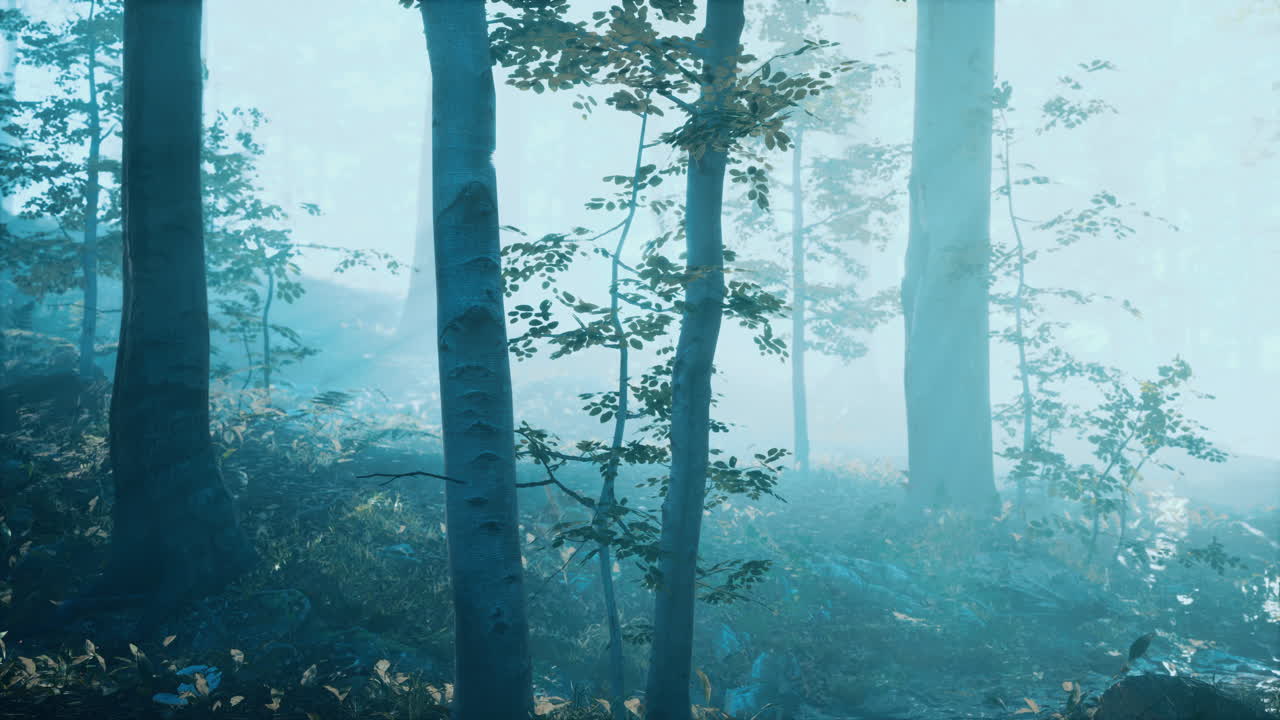 깊은 숲에서 아침 안개