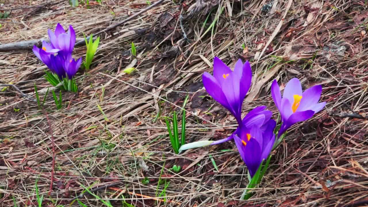 Close-up of purple wildflowers in the Vitosha mountain