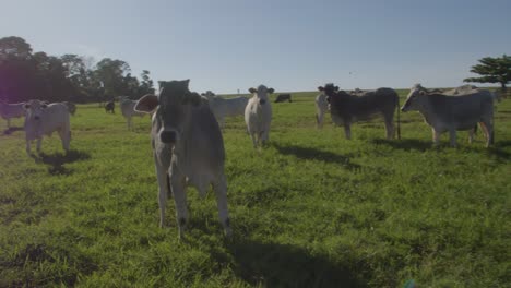 Curiosa-Vaca-Blanca:-Un-Primer-Plano-Estabilizado-De-Un-Ganado-Lechero-Pastando-En-Un-Pasto-Rural