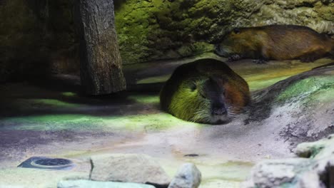 coypus resting in an exhibit