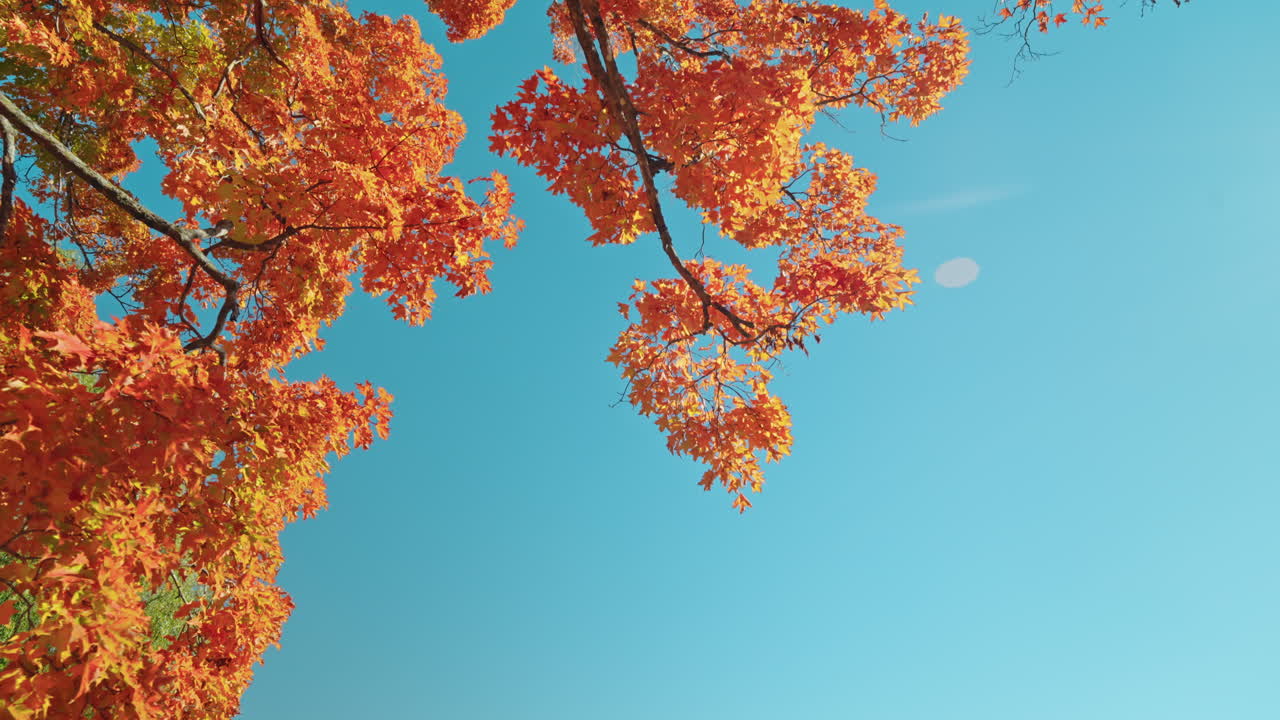 Moving past trees with colorful orange foliage. Autumn vibrant colors. Peaceful fall scenery.
Sunlight coming through the tree's branches.