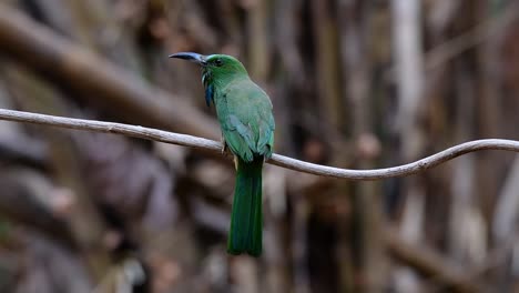 El-Abejaruco-De-Barba-Azul-Se-Encuentra-En-La-Península-De-Malaya,-Incluida-Tailandia,-En-Claros-De-Bosques-Particulares