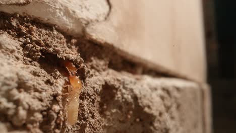 un primerísimo plano de una colonia de termitas en las paredes de un garaje en una casa rodada con una lente supermacro casi al estilo de national geographic