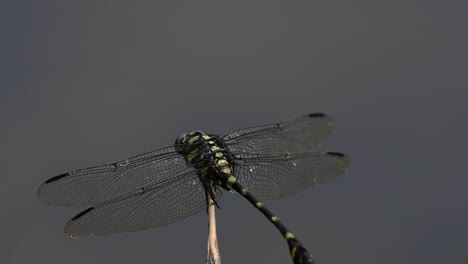 The-Common-Flangetail-dragonfly-is-commonly-seen-in-Thailand-and-Asia