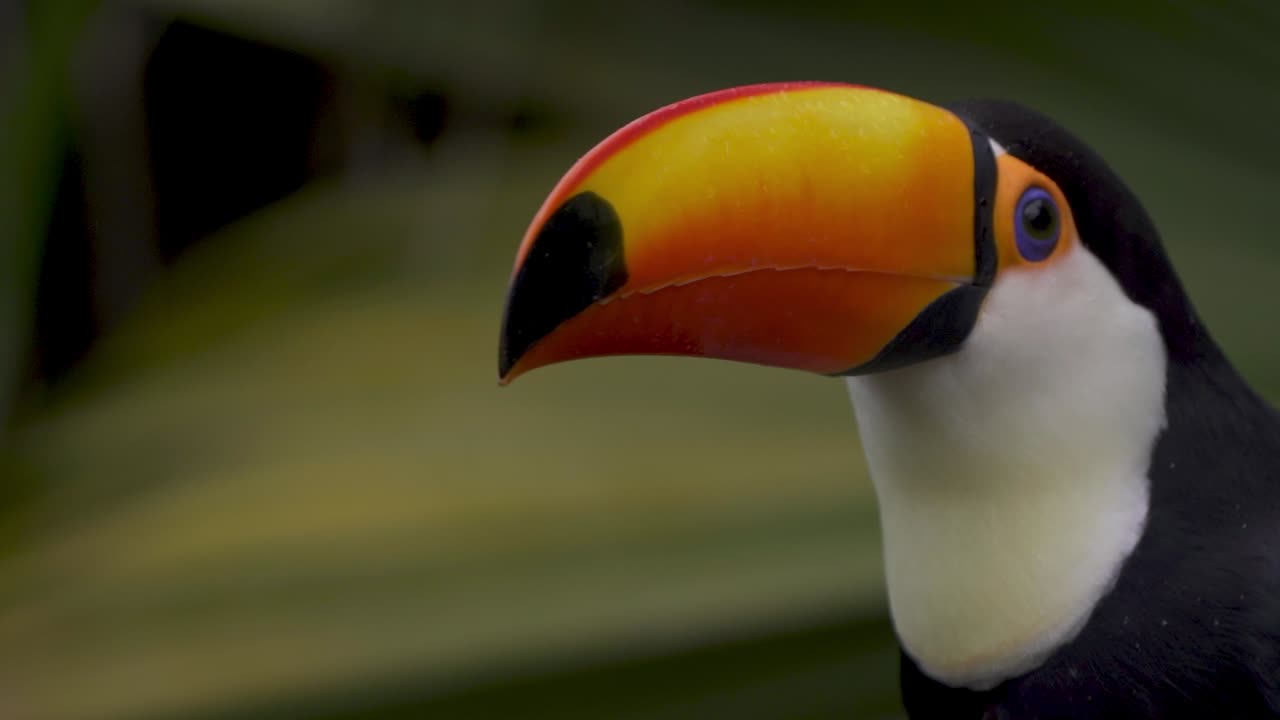 Close-up de um tucano-toco sul-americano empoleirado em um galho, observando o ambiente, cercado pela natureza