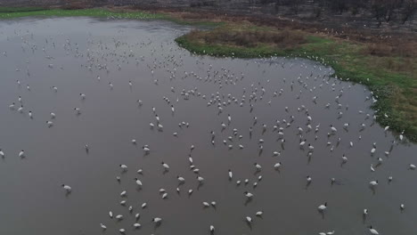 Aerial-drone-shot-of-lagoon-full-of-cranes-wood-stork-and-jabirus-in-Pantanal-Brazil