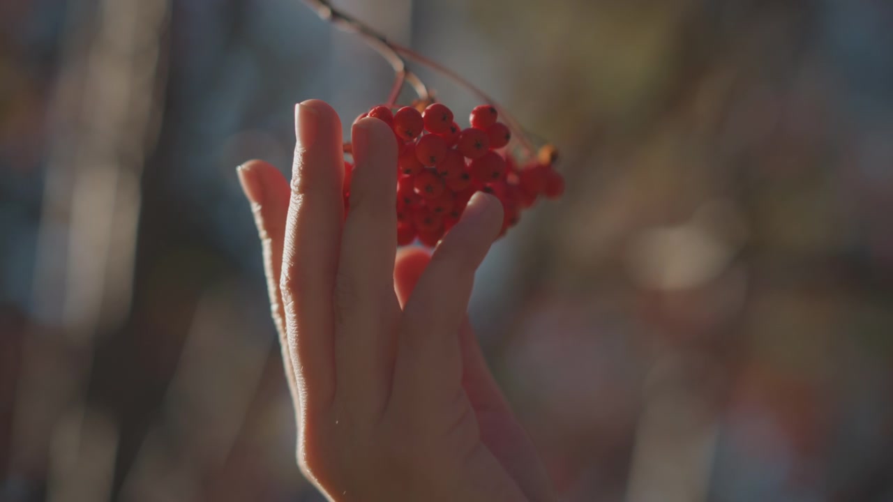 Mano che tocca delicatamente bacche rosse di sorbo su un ramo