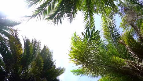 Mirando-Hacia-Arriba-A-Través-De-Hojas-De-Palmera-En-Círculo,-Fondo-De-Cielo-Azul,-Sol-Brillando