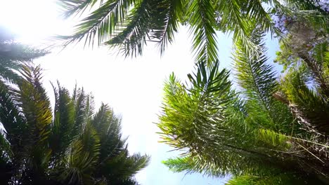 looking up through palm tree leaves in circle, blue sky background, sun shining through
