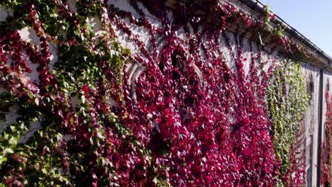 panning view of green and purple ivy growing on the outdoor wall