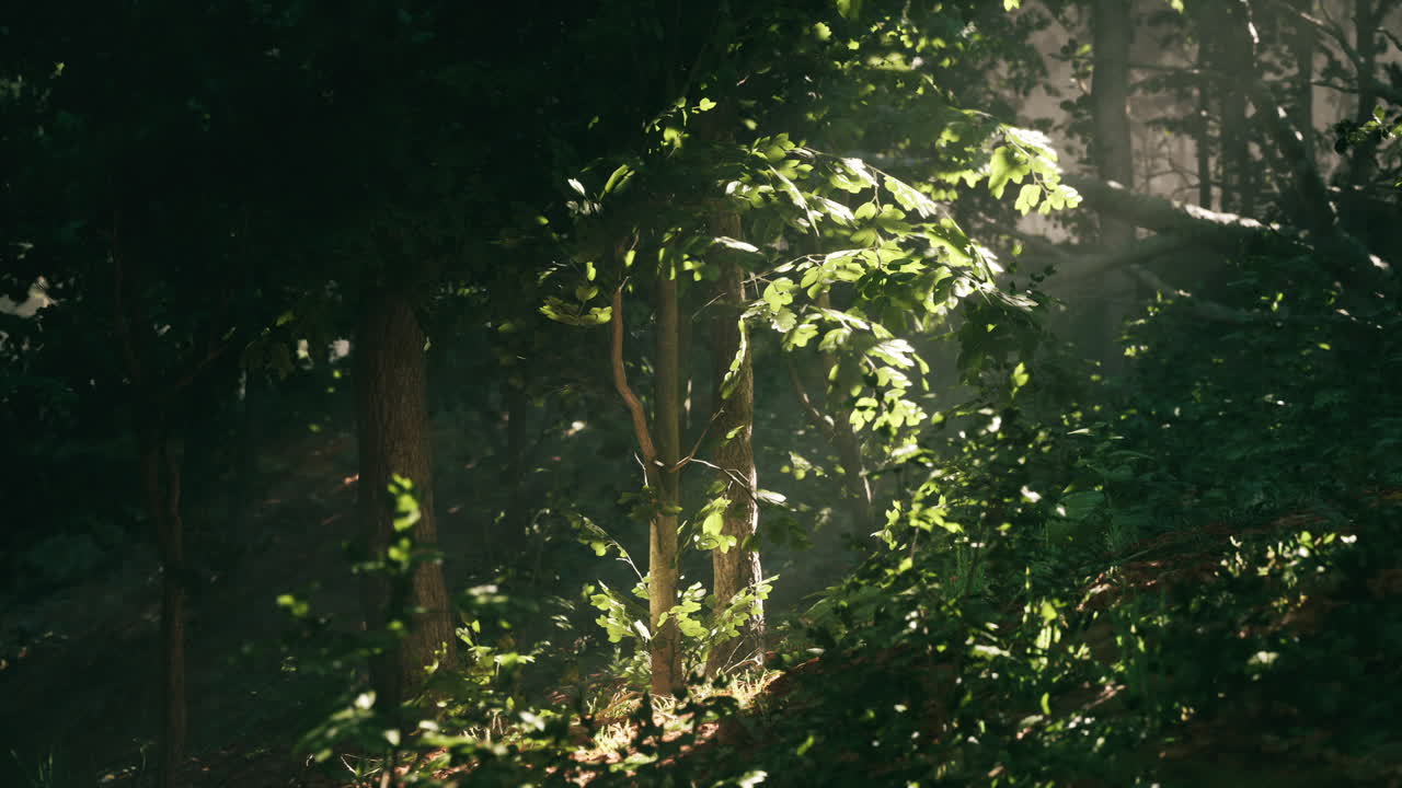 빛 이 이른 아침 에 조용 한 숲 의 나무 들 을 가로질러 필터링