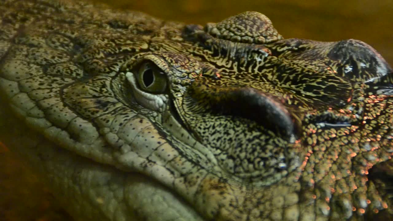 el cocodrilo