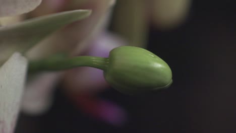 a small green bud of the orchids next to the blossomed white flower