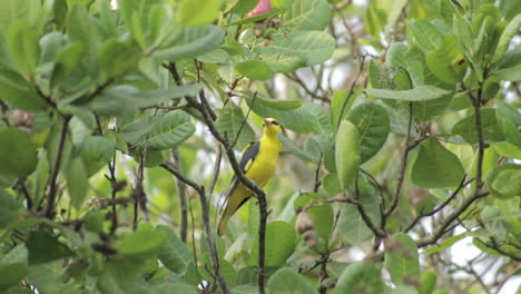 close up of male indian golden oriole on tree