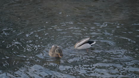 a couple of mallard ducks swim in the river - high angle shot