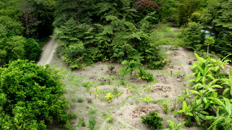 Toma-Panorámica-Del-Paisaje-De-Un-Bosque