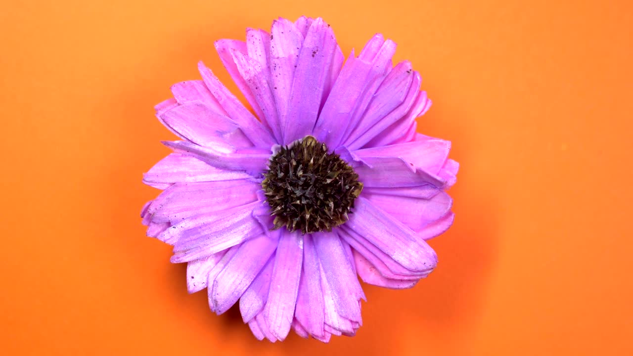 Lilac colored cosmos flower fast spinning on a rotating orange background.